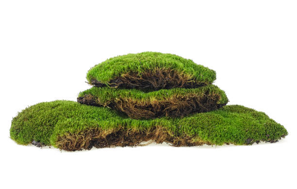 istock Green moss isolated on a white background. Forest moss. 1185093572