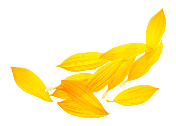 istock Sunflower petals isolated on white background. Top view. 1185093598