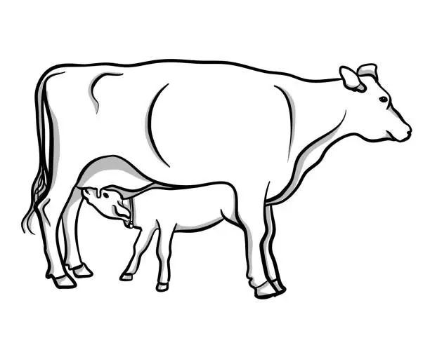 Vector illustration of Calf At The Tit