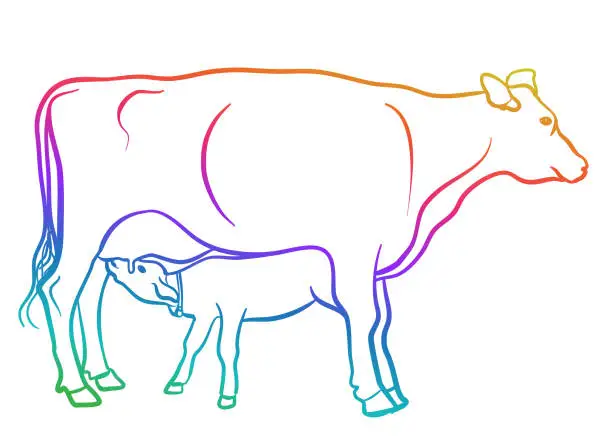 Vector illustration of Calf At The Tit Rainbow