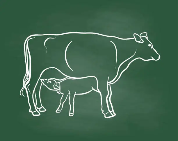 Vector illustration of Calf At The Tit Chalkboard