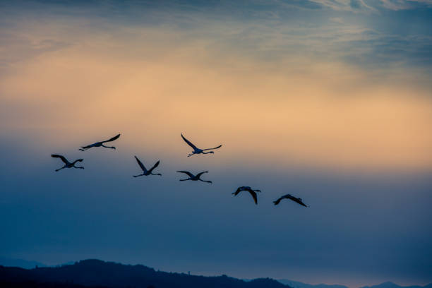 istock Flamingos resting on Lake Korission, Corfu 1185096108