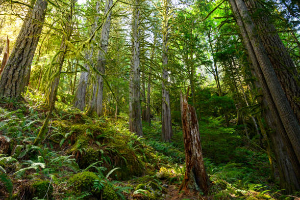 istock Sunlight in a lush green forest 1185096126