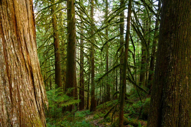 istock Sunlight in a lush green forest 1185096164