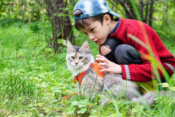 ハーネスのメインクーン子猫と小さな男の子が緑の庭を歩いています - pets friendship green small ストックフォトと画像