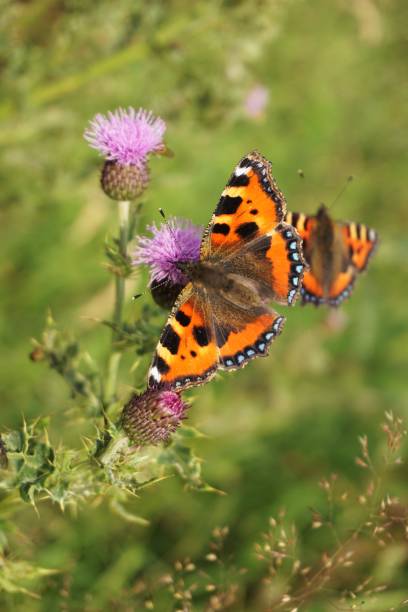 Macrophoto of a painted lady butterly sitting on a blooming globe thistle.