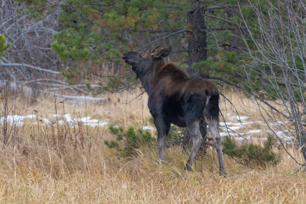 istock Moose looking around environment in Grand Teton National Park 1185100366