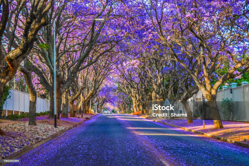 Purple blue Jacaranda mimosifolia bloom in Johannesburg streets during spring in October in South Africa Purple blue Jacaranda - mimosifolia bloom in Johannesburg streets during spring in October in South Africa Pretoria Stock Photo