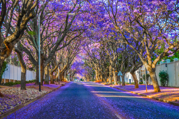 Purple blue Jacaranda mimosifolia bloom in Johannesburg streets during spring in October in South Africa Purple blue Jacaranda - mimosifolia bloom in Johannesburg streets during spring in October in South Africa pretoria stock pictures, royalty-free photos & images