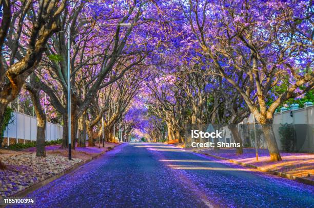 Purple Blue Jacaranda Mimosifolia Bloom In Johannesburg Streets During Spring In October In South Africa Stock Photo - Download Image Now