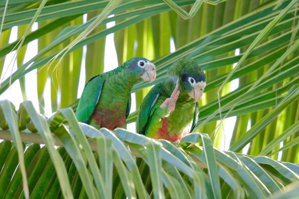 istock The Hispaniolan amazon or Hispaniolan parrot 1185100498