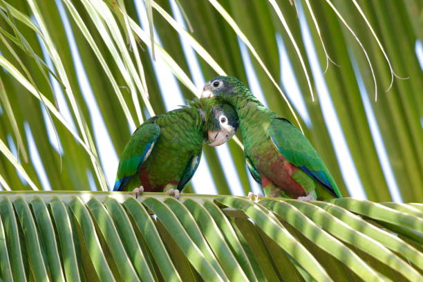 istock The Hispaniolan amazon or Hispaniolan parrot 1185100504