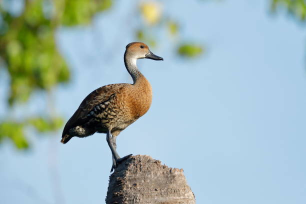 istock The West Indian whistling duck 1185100658