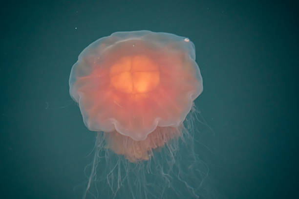 un primo-up di una medusa fuoco con i suoi lunghi tentacoli nuoto in acqua di mare verde - punctata foto e immagini stock