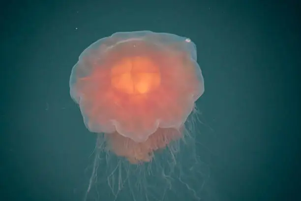 a close-up of a fire jellyfish with its long tentacles swimming in green seawater