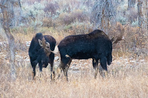 Large bull moose sparring in the Tetons