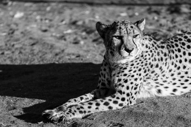 istock The famous african cheetah 1185101868