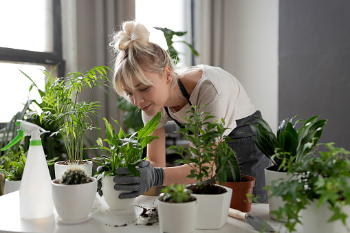 A focused woman in an apron grows flowers and herbs in her home garden. Gardening concept