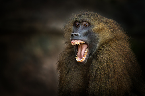 Close shot of a screaming guinea baboon.