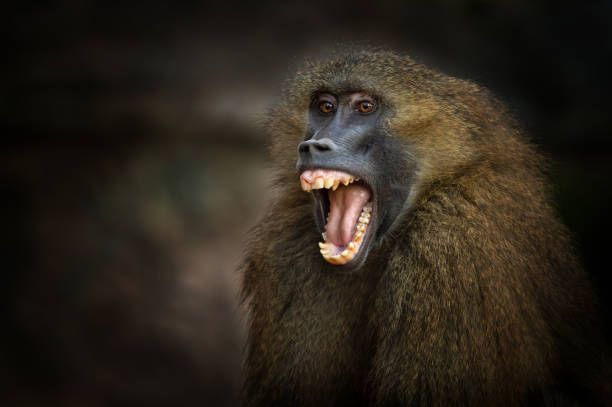 Screaming Guinea Baboon Close shot of a screaming guinea baboon. angry monkey stock pictures, royalty-free photos & images