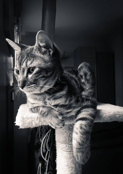 istock Domestic cat in front of a window 1185104436