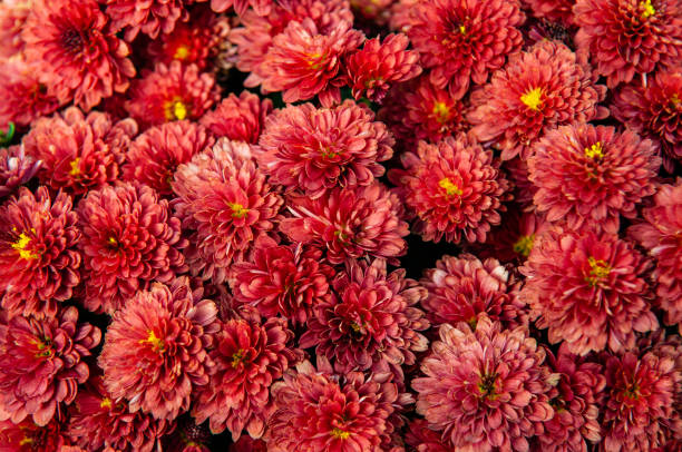 istock Background Of Red-Orange Chrysanthemum Flowers 1185104780
