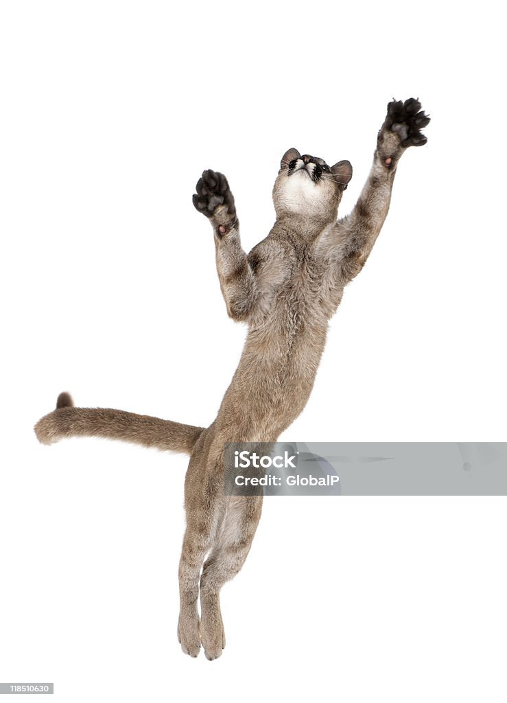 Puma cub volant en midair sur fond blanc, studio tourné - Photo de Puma - Félin libre de droits
