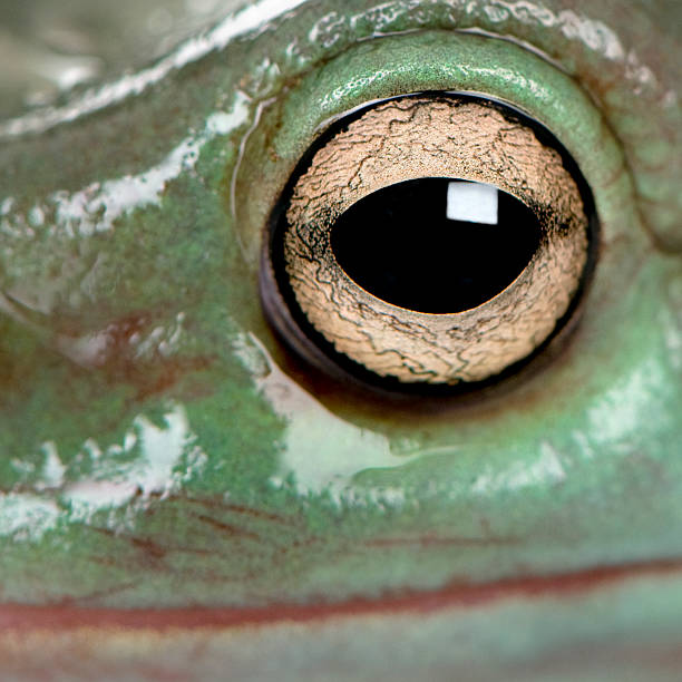 primer plano de australia rana arborícola verde - whites tree frog fotografías e imágenes de stock