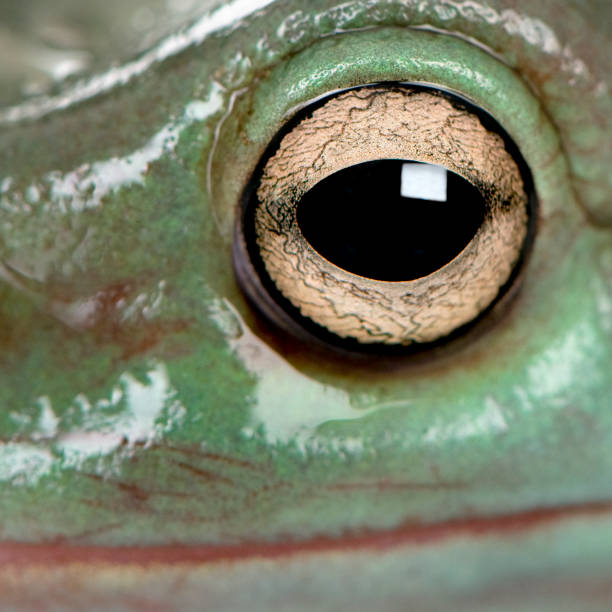 close-up di rana di albero verde e australiana - whites tree frog foto e immagini stock