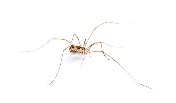 istock Opiliones spider in front of white background, studio shot 118510736