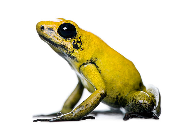 widok z boku golden poison frog na białym tle - golden frog zdjęcia i obrazy z banku zdjęć