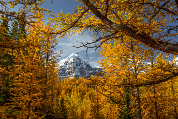 Larch in Autumn Taken high in the mountains of Banff National Park in Larch Valley in autumn as the needles change color and the trees become like yellow torches. larch tree stock pictures, royalty-free photos & images