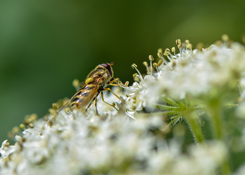 A close-up image of a black and yellow Hoverfly busy working to harvest nectar from a white parsnip flower in British Columbia, Canada. A Hoverfly, important in a healthy diverse ecosystem, is often mistakenly identified as a bee.