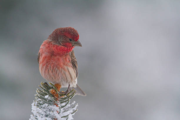 istock House Finch on Frosted Branch 1185109021