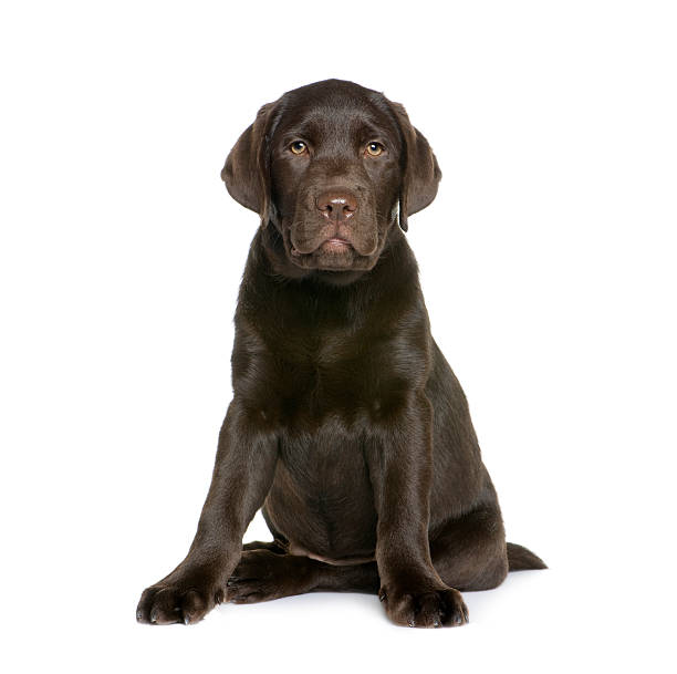 istock Labrador puppy sitting in front of white background 118510995