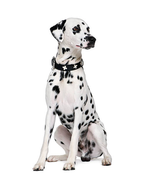 istock Dalmatian sitting in front of white background 118511094