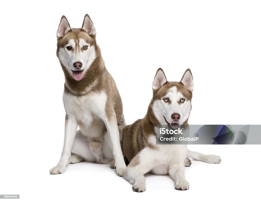 Husky cani disteso dow davanti a sfondo bianco - Foto stock royalty-free di Cane Husky