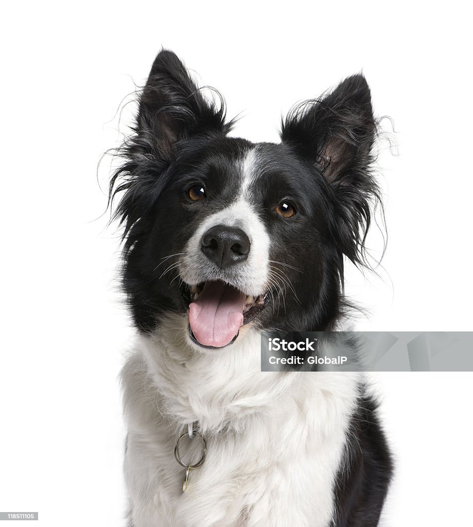 Nahaufnahme eines Border-Collie vor weißem Hintergrund - Lizenzfrei Weißer Hintergrund Stock-Foto