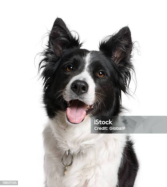 Closeup Of A 보더콜리 흰색 배경 흰색 배경에 대한 스톡 사진 및 기타 이미지 - 흰색 배경, 개, 콜리