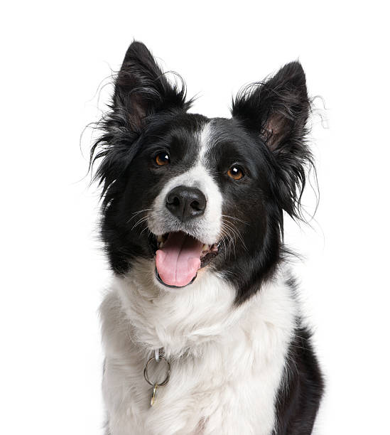 istock Close-up of a Border Collie against white background 118511105