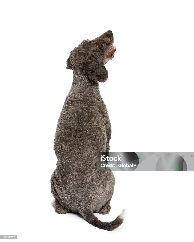 Vista traseira de espanhol água spaniel Cachorro contra fundo branco - Royalty-free Cão Foto de stock