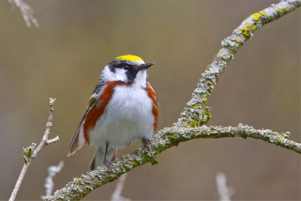 istock Male Chestnut-sided Warbler perched on a branch, Ontario, Canada 1185112530