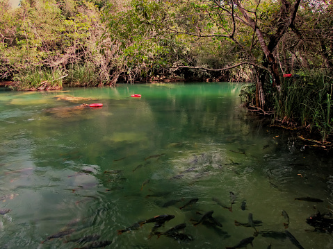 BONITO, MATO GROSSO DO SUL, BRAZIL - backwater in the Formoso River, with vegetation-lined banks, and shoals swimming in the translucent green waters.
