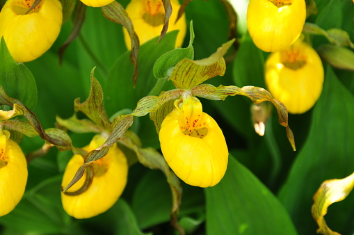 Photo of wild yellow lady slippers from Bruce County, Ontario, Canada in the spring