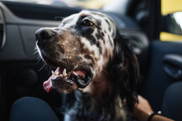 istock English setter sitting in a car 1185114291