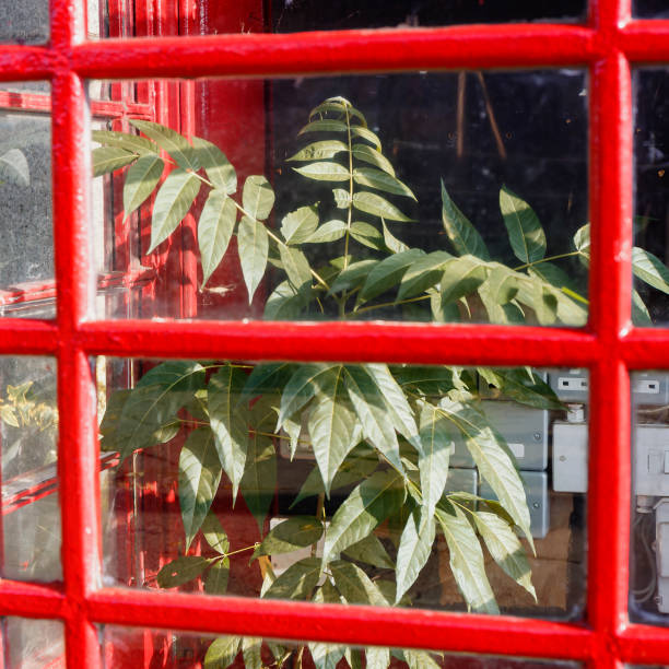 istock Tree growing inside a London red telephone booth 1185114511