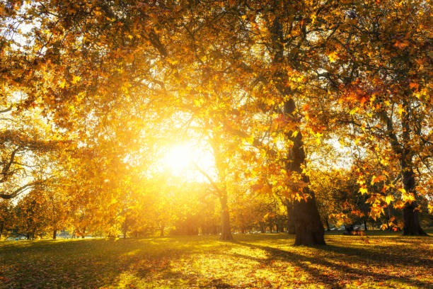 Sun shines through the trees of Hyde Park in autumn in London Sun shines through the trees of Hyde Park in autumn in London indian summer stock pictures, royalty-free photos & images