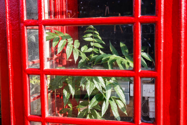 istock Tree growing inside a London red telephone booth 1185114613