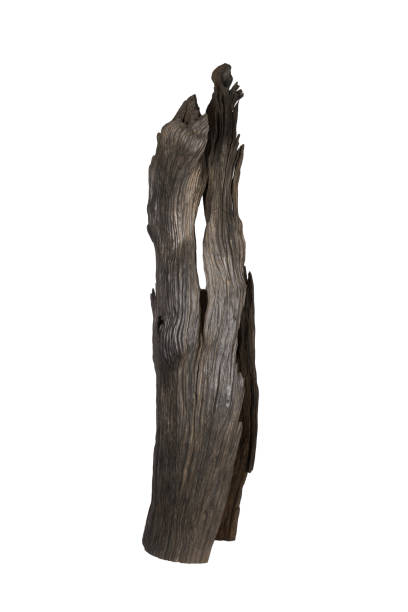 istock Beautiful handmade carved oak sculpture. Old bog oak 1185115227