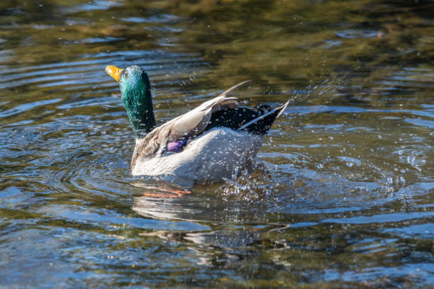 Mallard duck enjoying cool waters of Snake River in Grand Teton National Park Mallard duck courting rituals beautiful multi colored tranquil scene enjoyment stock pictures, royalty-free photos & images